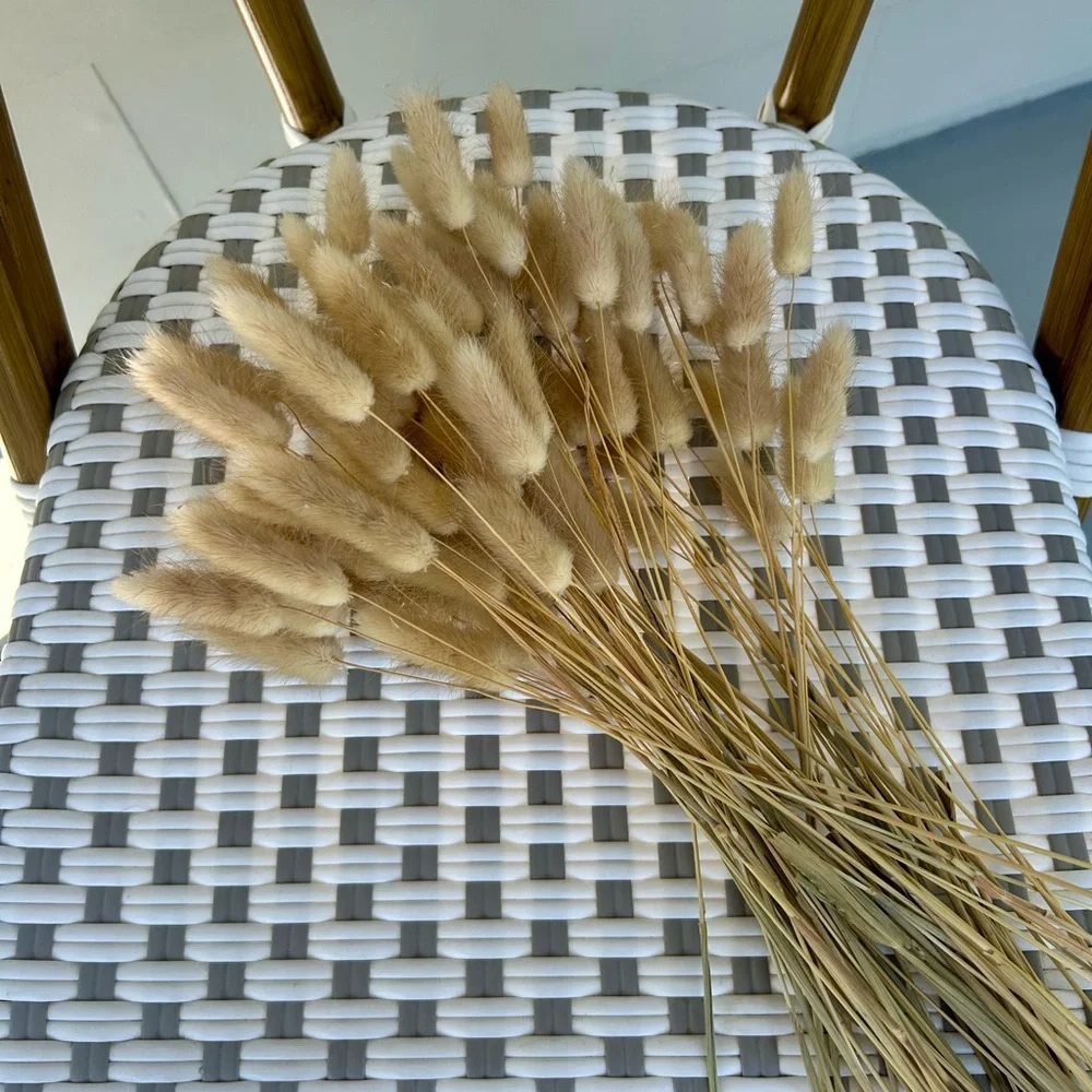 Dried Bunny Tail Grass Stems Natural Beige Floral Craft Bundle